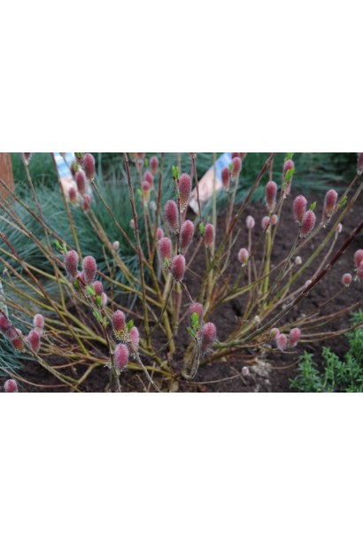 Верба тонкостовбурова Маунт Асо рожеві/червоні котики